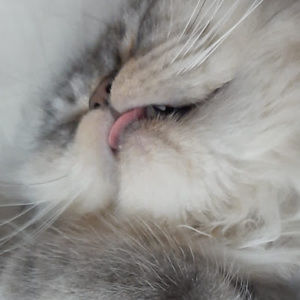 Meet your Posher, Hea